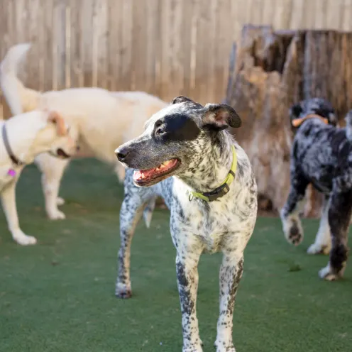 Group of dogs playing at elite suite pet resort in Southlake